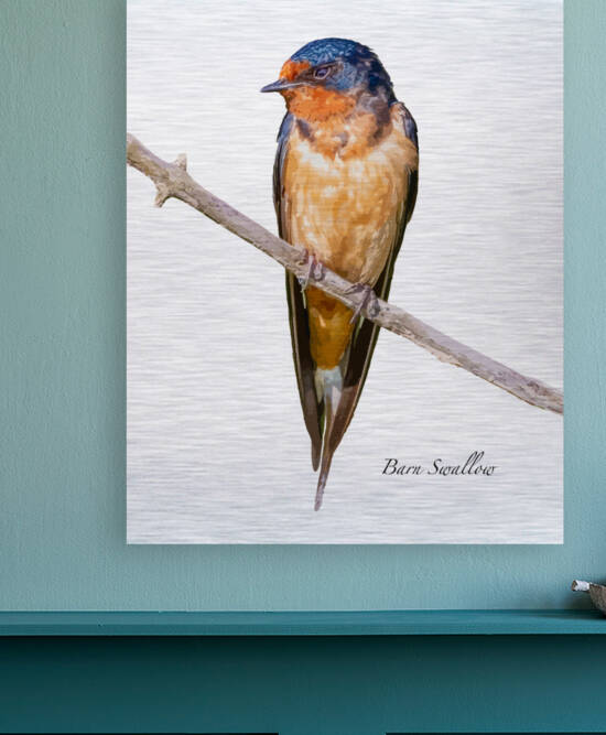 Barn Swallow by Joe Riederer