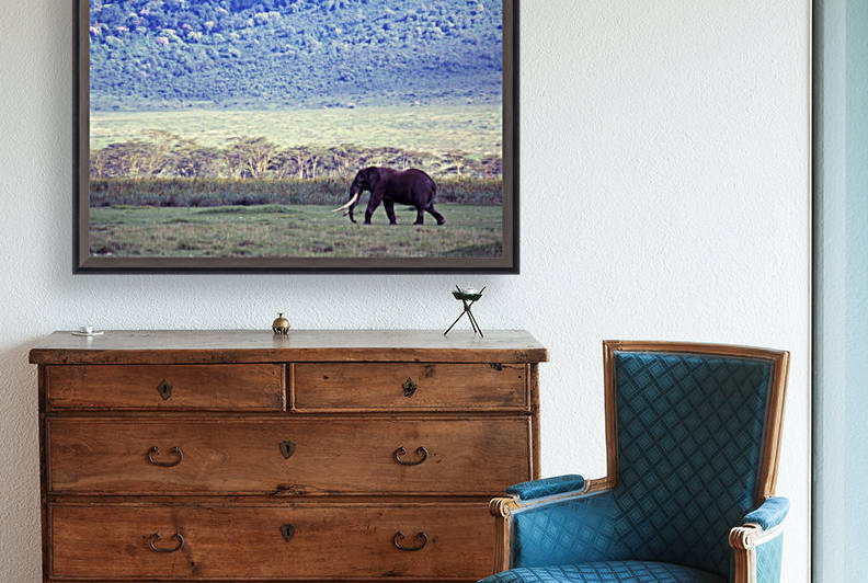 Elephant In The Wild by PacificStock