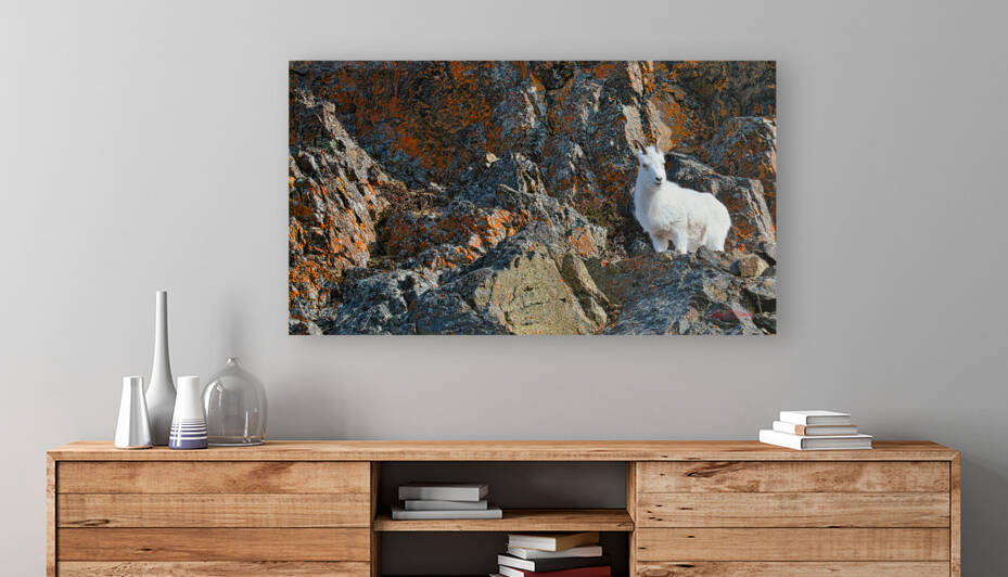 Ram sheep along Seward Highway by Bruce Brown