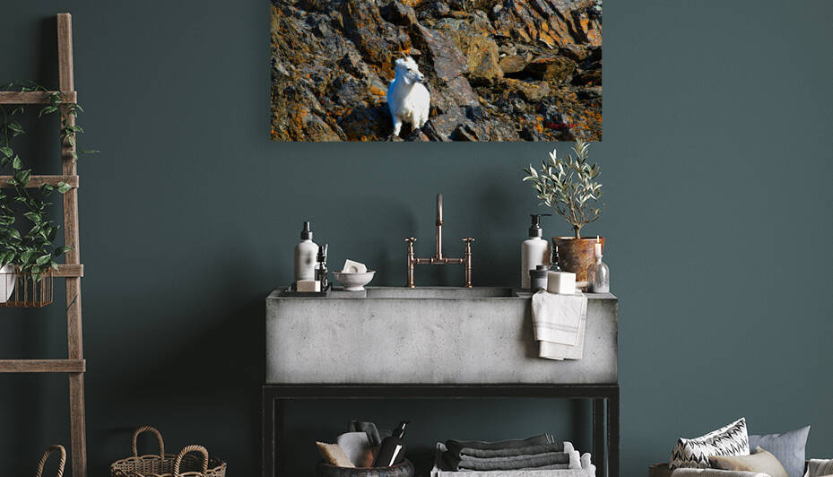 Sheep pair on ledge Seward highway by Bruce Brown