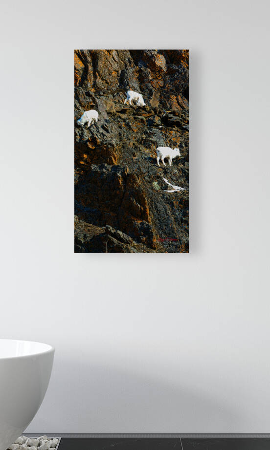 Sheep triplet on ridge Seward highway by Bruce Brown