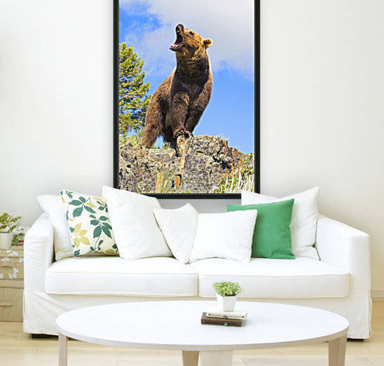 Grizzly Bear Roaring by PacificStock