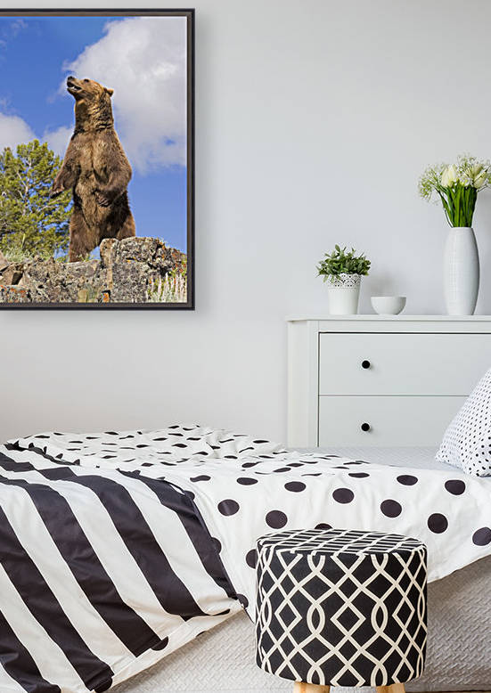 Grizzly Bear Standing On A Ridge by PacificStock