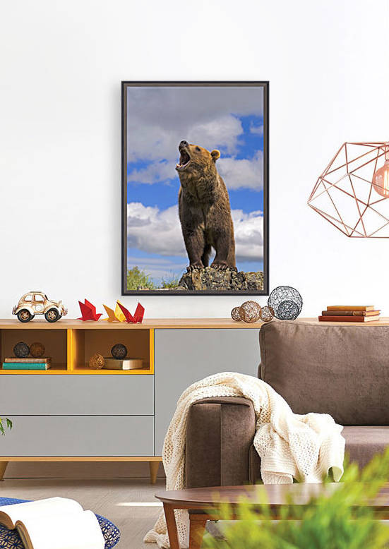 Grizzly Bear Roaring by PacificStock