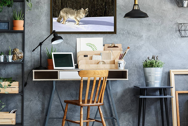 Coyote In Winter by PacificStock