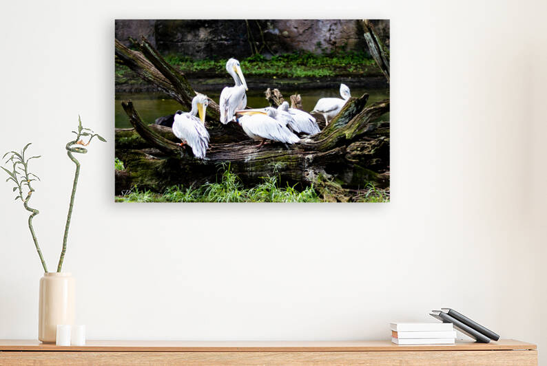 Pelican Hangout by SProz