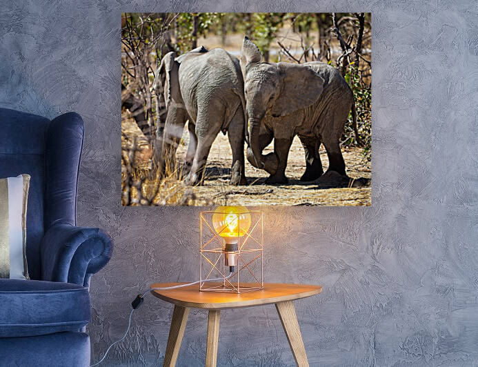 Elephant playing by Olivier vB