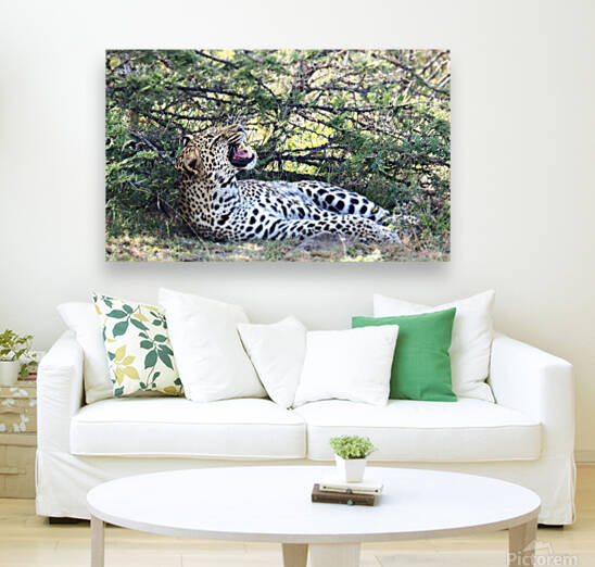 Sleepy Leopard by  Nico Swahili