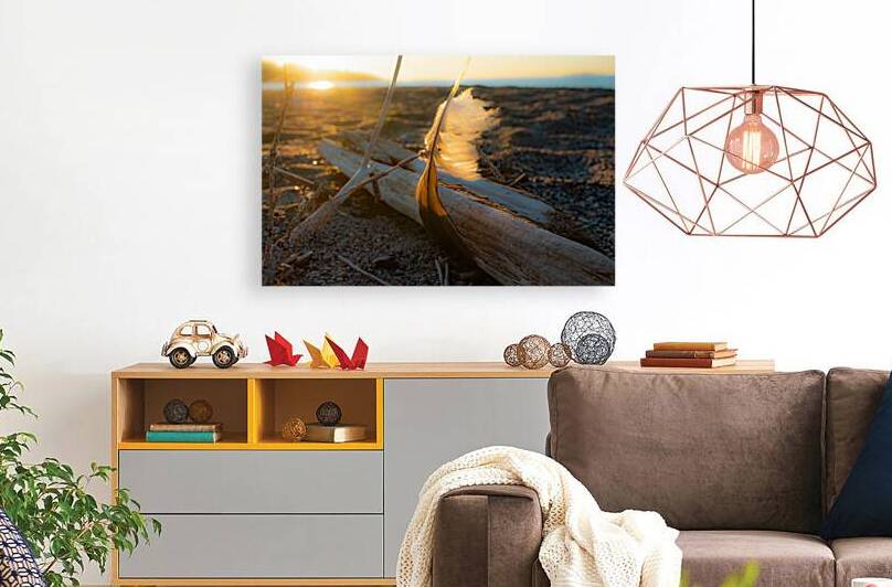 Morning Feather Print by Stephen Emms