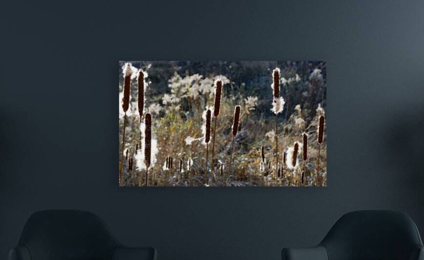 Cattails Print by Stephen Emms
