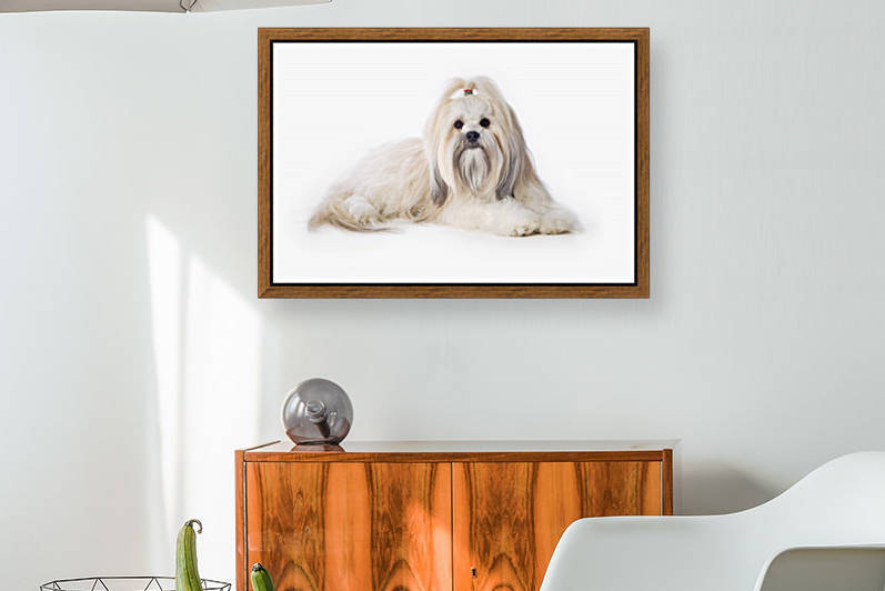 Lhasa Apso by PacificStock
