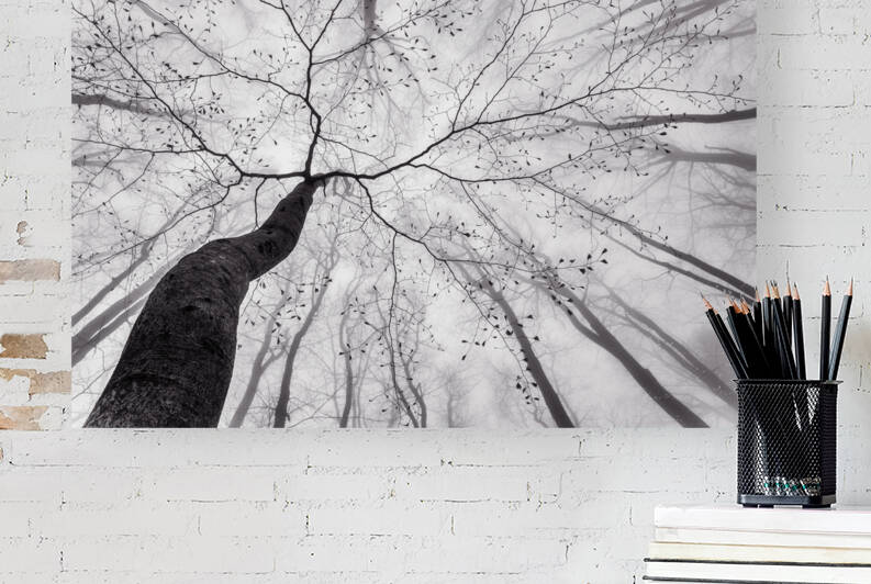 A view of the tree crown by 1x