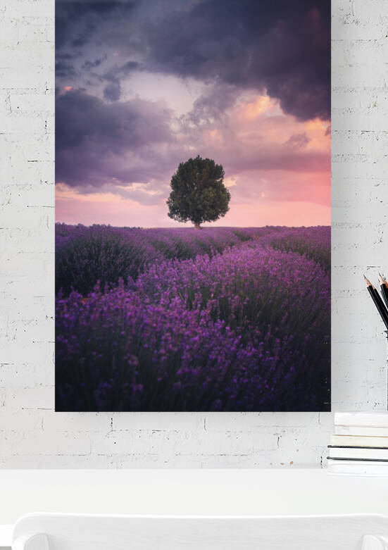 Lavender Fields, Isparta by 1x