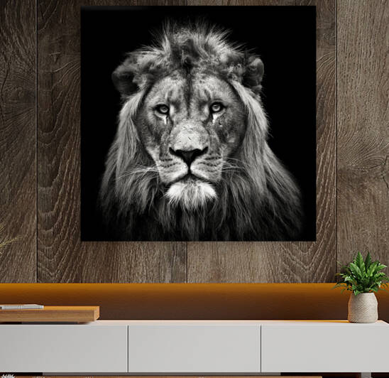 Young Male Lion by 1x