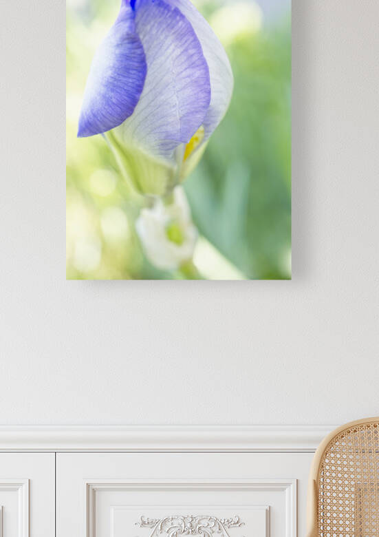 Dreamy Purple Iris Flower by Iris H Richardson