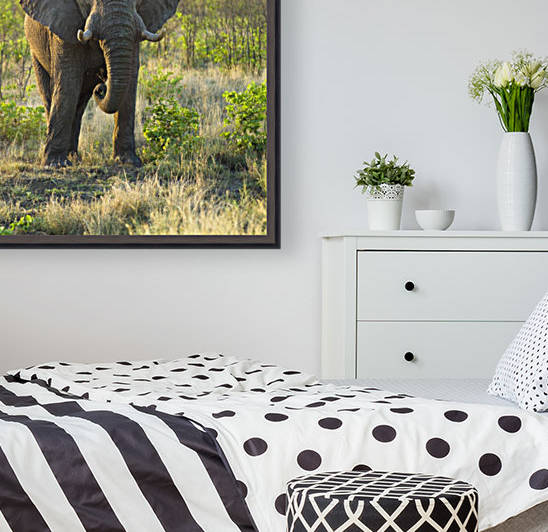 Elephant by PacificStock