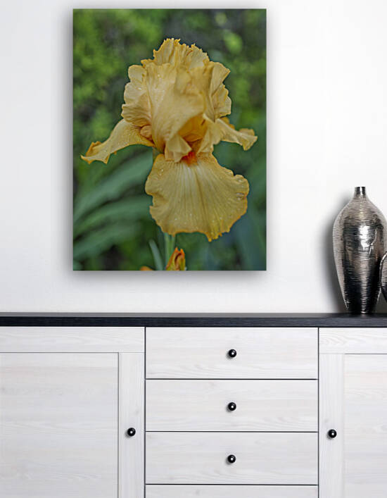 Yellow Iris Vertical by Iris H Richardson