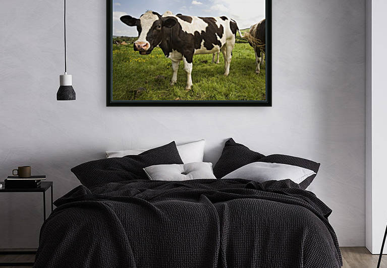 Holstein-Friesian Cattle by PacificStock
