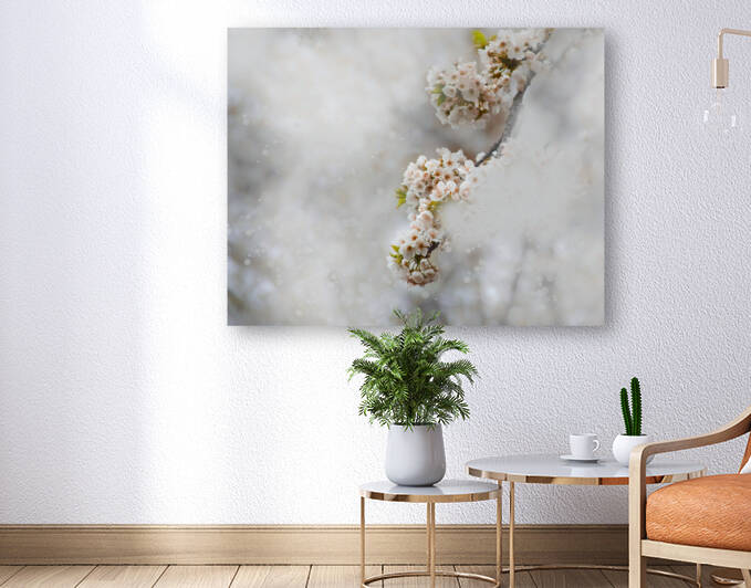 White Cherry Blossom I by Joan Han