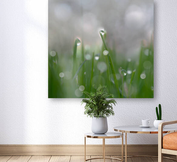 Morning Drew by Joan Han