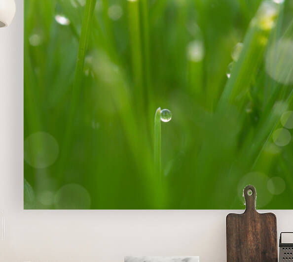 Morning Dew by Joan Han