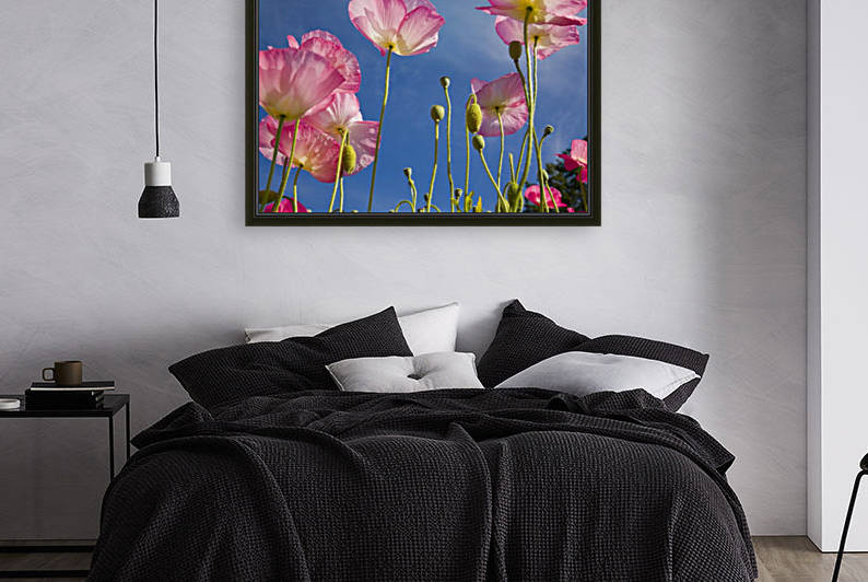 Shirley Poppies (Papaver Rhoeas), Oregon, Usa by PacificStock