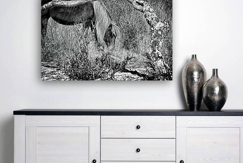 Lunchtime for Gokey Go-Go Bones Monochrome by Bill Swartwout Photography