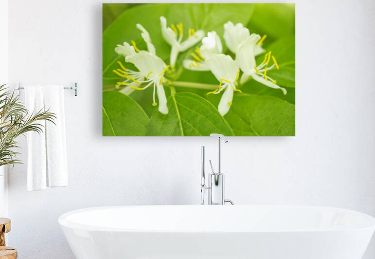 White Honeysuckle Bush in Bloom by Iris H Richardson