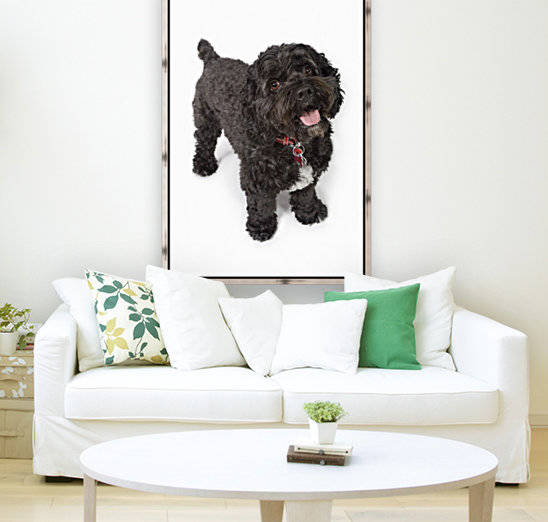 Black Bichon-Cocker Spaniel Dog by PacificStock