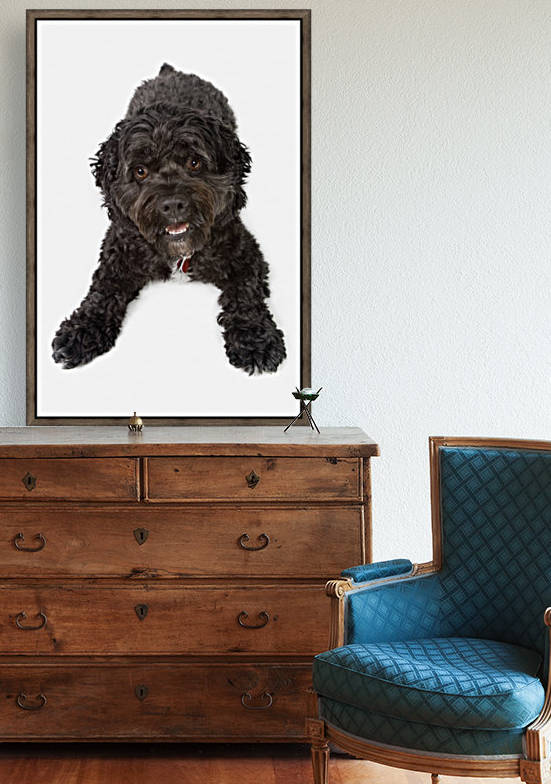 Black Bichon-Cocker Spaniel Dog by PacificStock