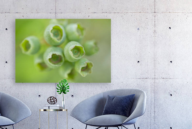 Green Blueberries with Morning Dew by Iris H Richardson