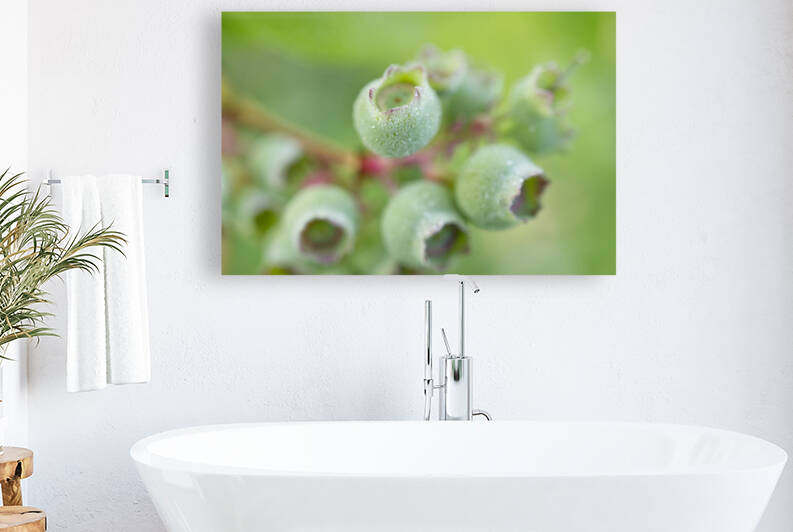 Green Blueberry Branch With Morning Dew by Iris H Richardson