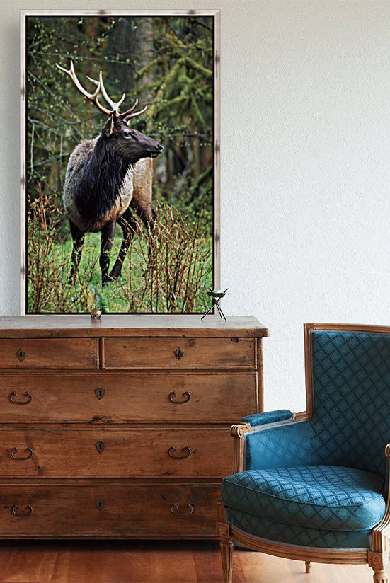 Roosevelt Elk (Cervus Canadensis Roosevelti); Olympic National Park, Washington, Usa by PacificStock