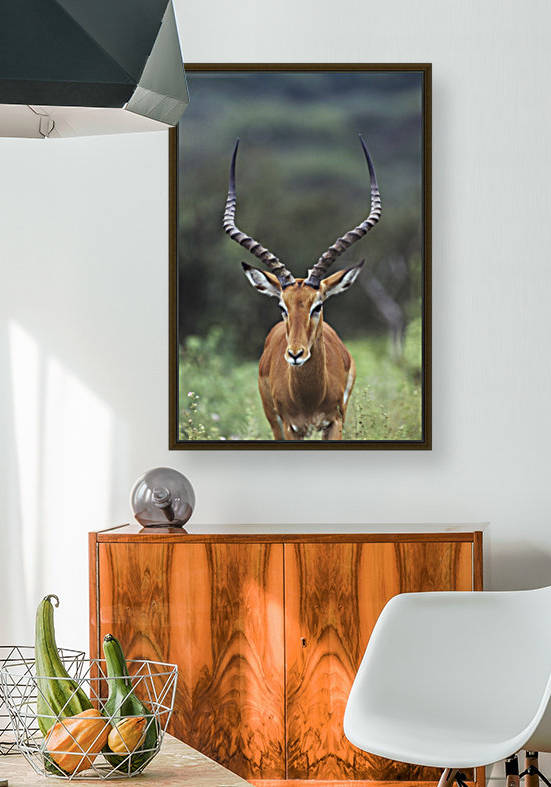 Impala (Aepyceros Melampus) Buck by PacificStock