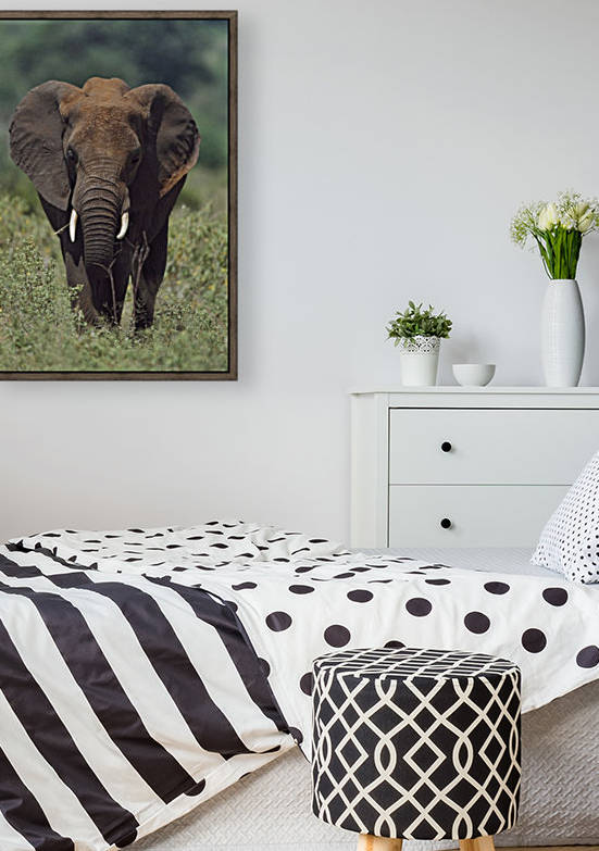 African Elephant, Africa by PacificStock