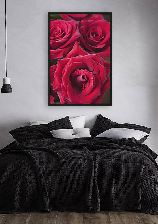 Red Roses; Quebec, Canada by PacificStock