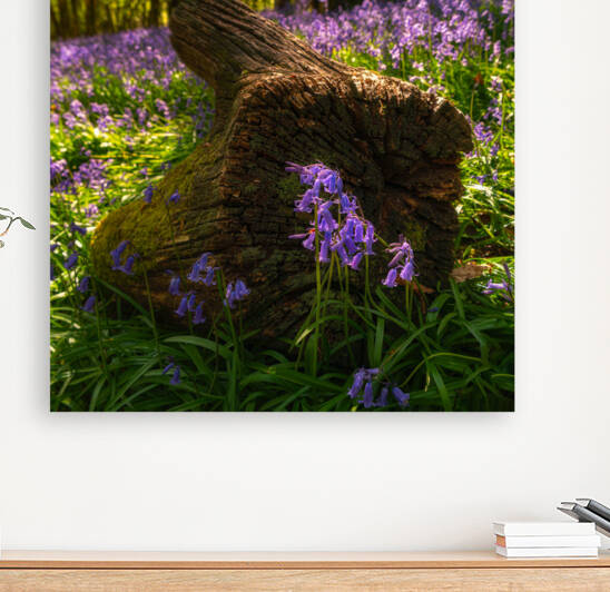 Bluebell Grove Portumna by Damien J Kennedy Photography