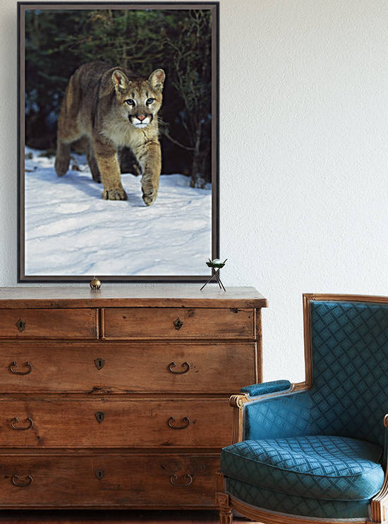 Mountain Lion (Felis Concolor); Idaho, Usa by PacificStock