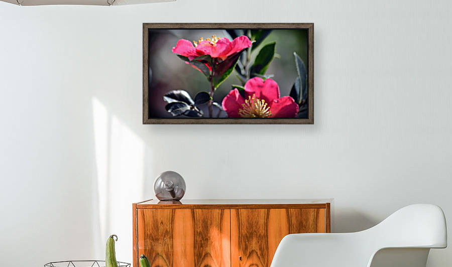 Pink Flowers by Cameron Young