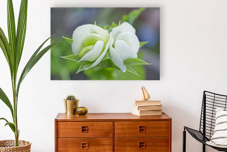 White Green Pea Flowers by Iris H Richardson