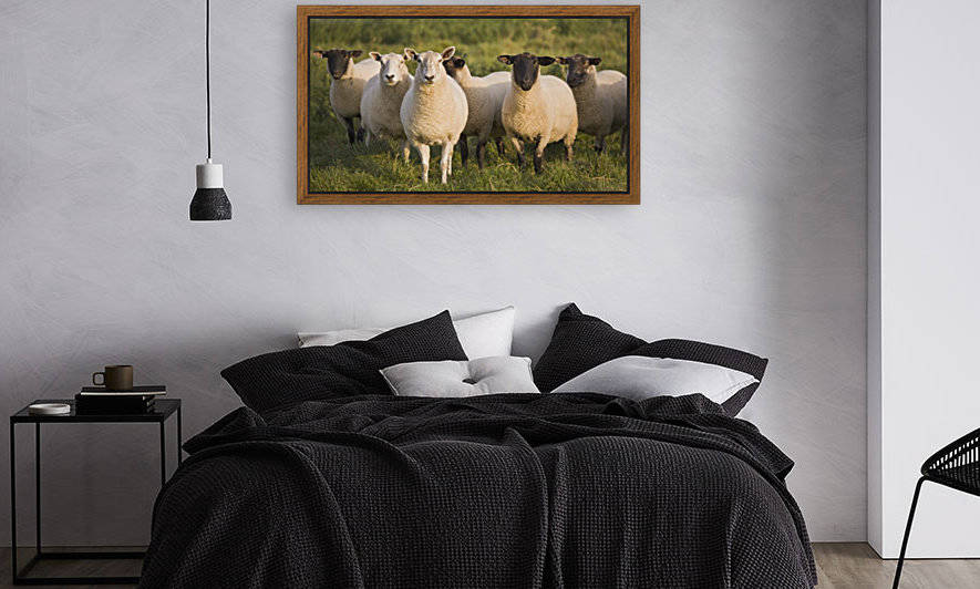 Sheep In A Pasture; Yorkshire, England by PacificStock