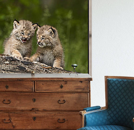Two Canada Lynx (Lynx Canadensis) Kittens Playing On A Log; Canmore, Alberta, Canada by PacificStock