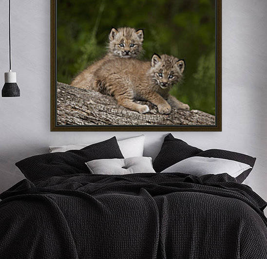 Two Canada Lynx (Lynx Canadensis) Kittens Playing On A Log; Canmore, Alberta, Canada by PacificStock