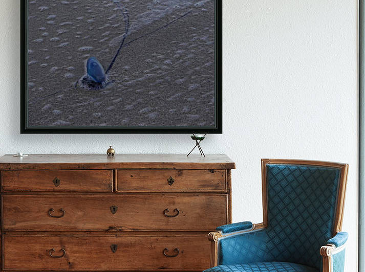 Portuguese Man of War by Cameron Young