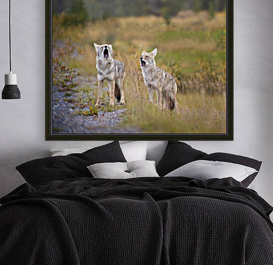 Howling Coyotes (Canis Latrans); Canmore, Alberta, Canada by PacificStock