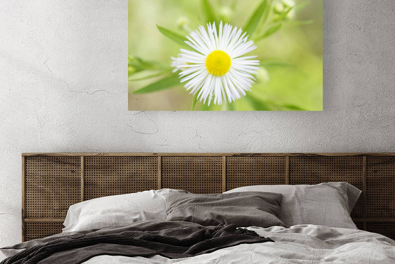White Daisy Fleabane Flower - Erigeron strigosus by Iris H Richardson