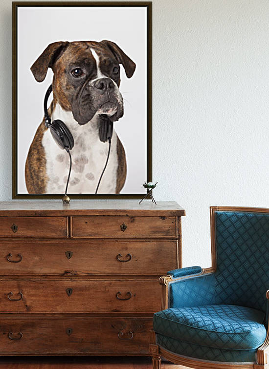 Boxer Dog With Headphones by PacificStock
