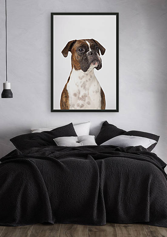 Portrait Of Boxer Dog On White Background by PacificStock