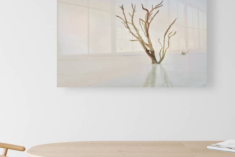 Oak in the Ocean by Images By Jon Evan