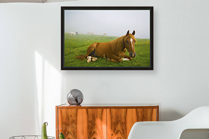 A Horse Sitting On The Grass In A Pasture; Veneto Italy by PacificStock